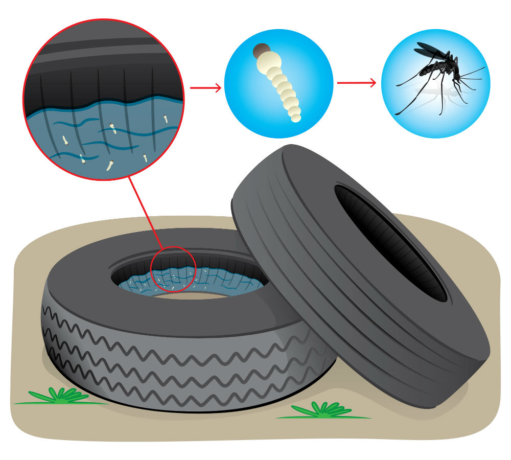 Neumáticos y Zika