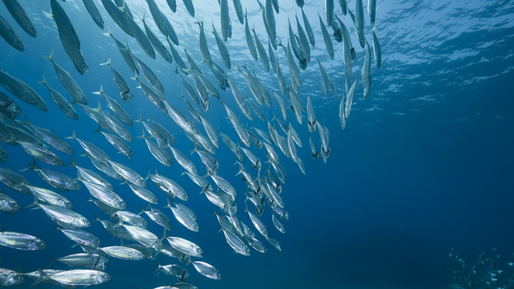 Mares para Siempre, la semana de la pesca sostenible para la buena salud de los océanos