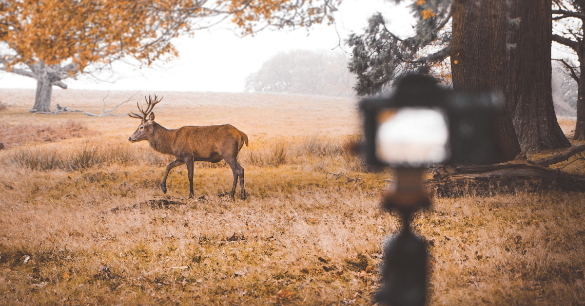 Cámara fotografiando un ciervo