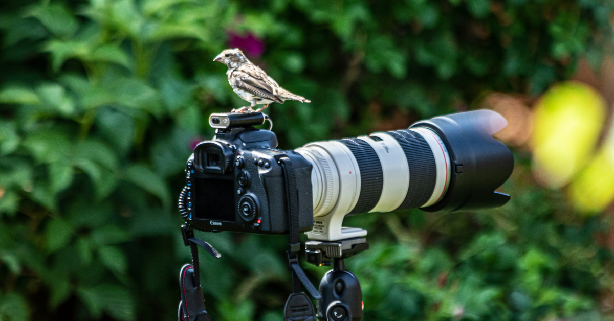Pájaro posado encima de cámara de fotos