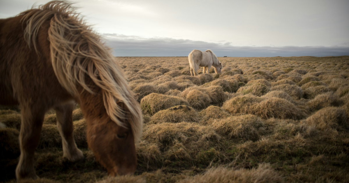 Caballos en la naturaleza