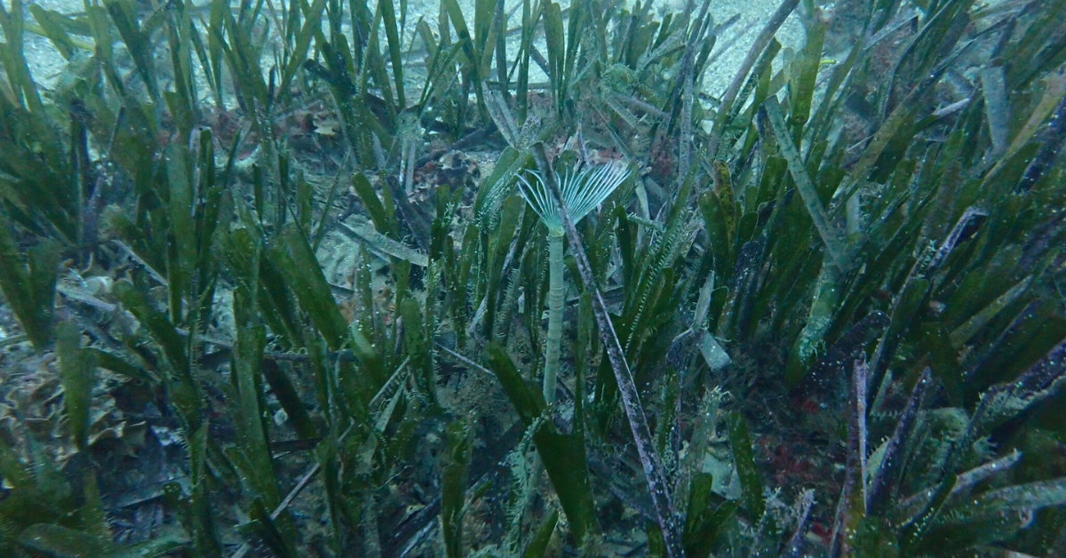 Posidonia 