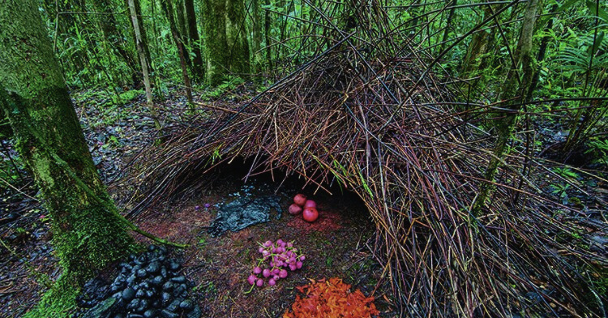 Nido de pájaro pergolero