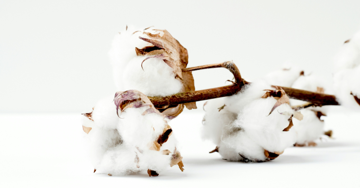 Fibras de algodón