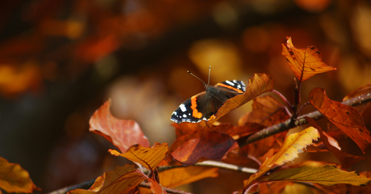 Mariposa disfrutando del otoño