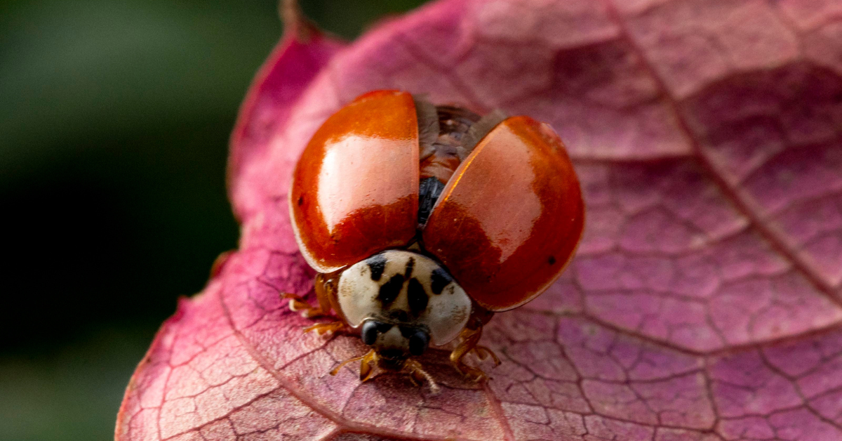 Mariquita en otoño