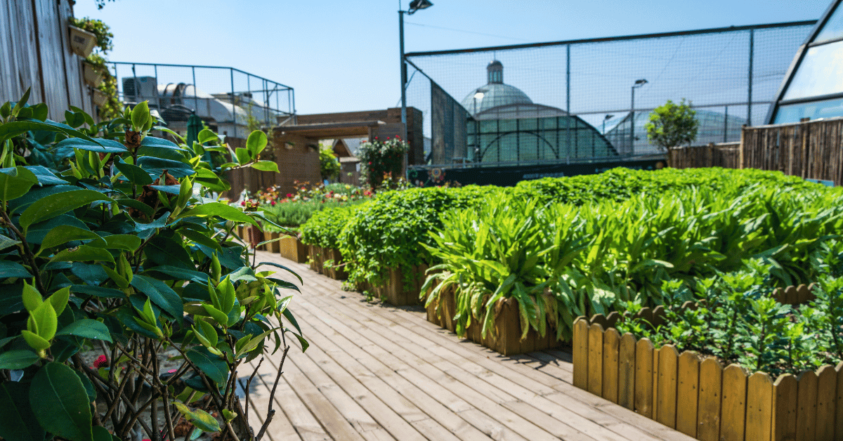 Huerto urbano en azotea de un edificio en la ciudad