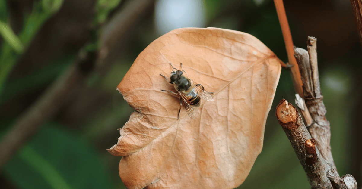 Abeja en hoja seca de un árbol en otoño