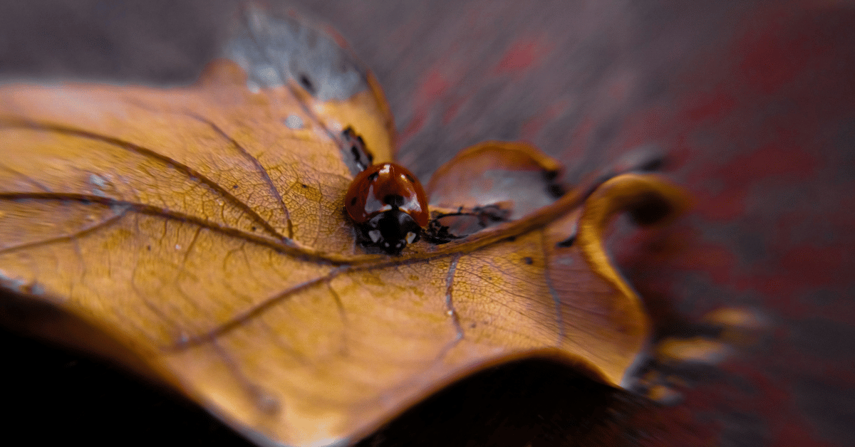 Mariquita en hoja seca del otoño