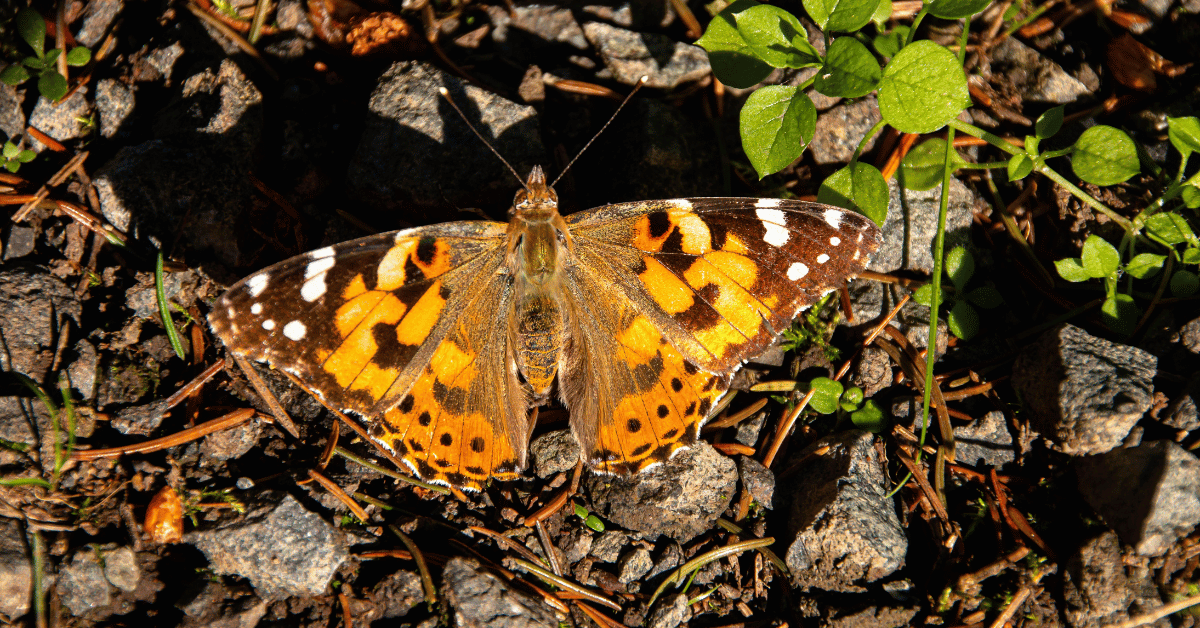 Mariposa posada sobre varias rocas pequeñas