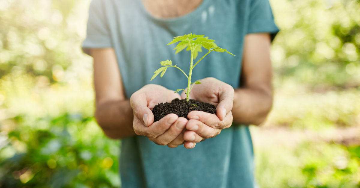 Persona sosteniendo planta