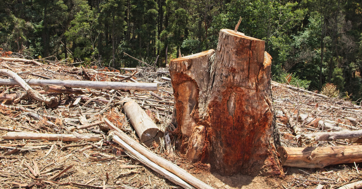 Desforestación
