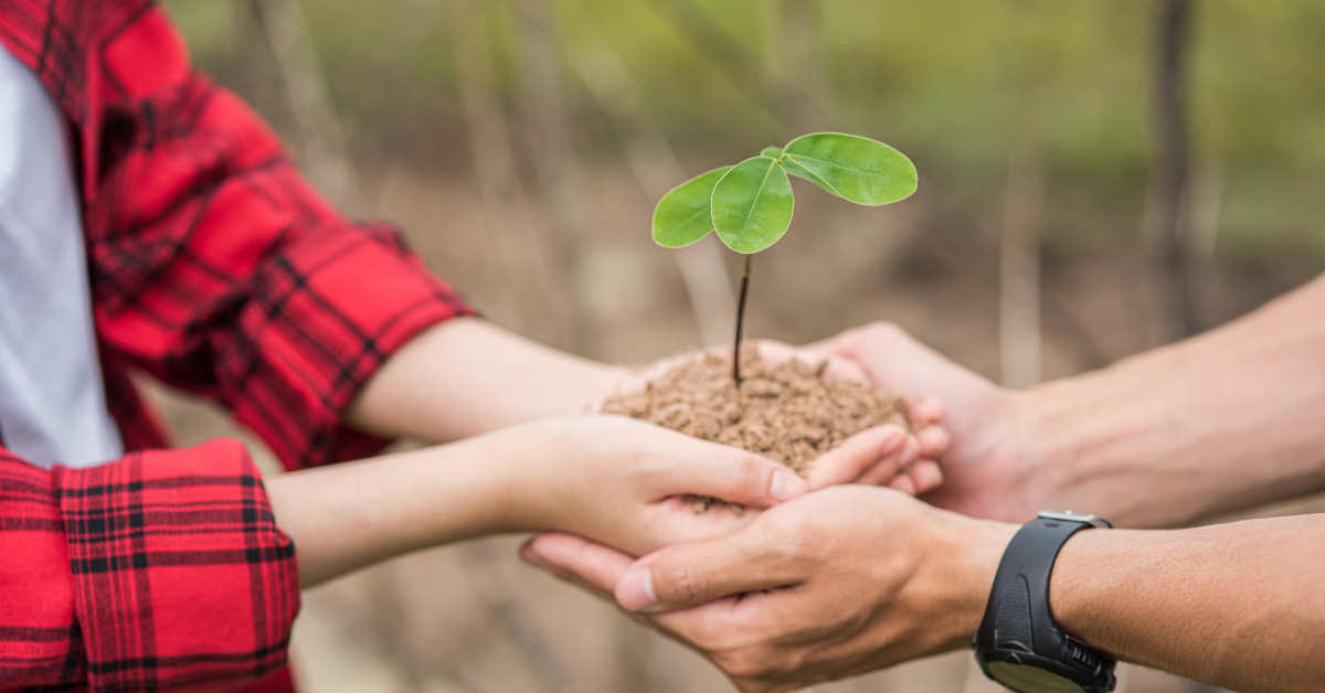 Personas sosteniendo planta