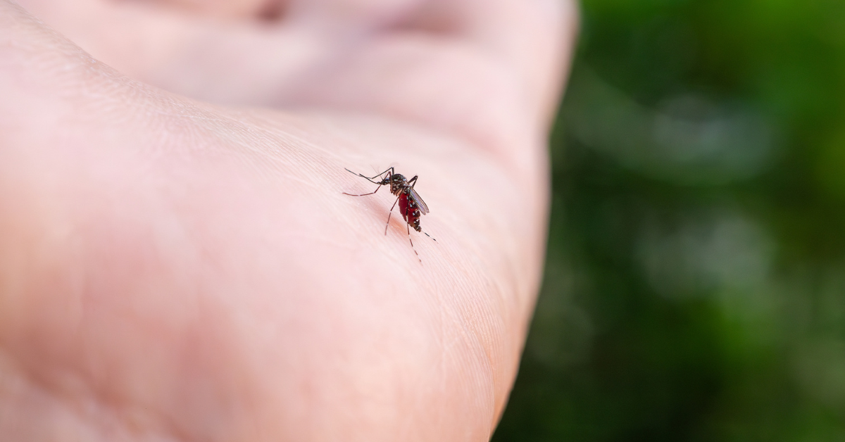 Mosquito posado en la mano de una persona