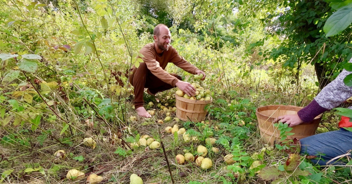 Robin Greenfield - Harvesting Pears off Ground