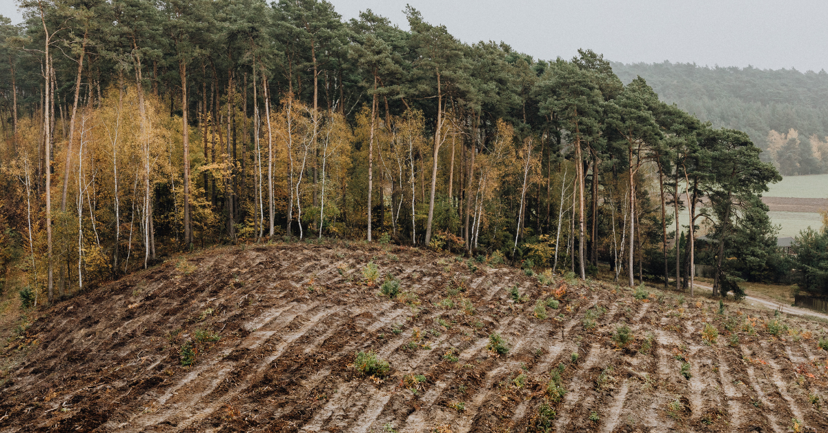 Deforestación