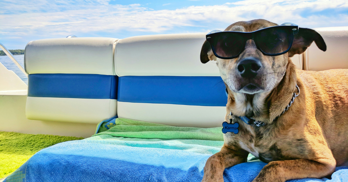Perro con gafas de sol en un barco